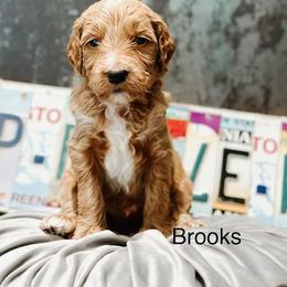 Brooks - Apricot male Goldendoodle puppy in Pasco, Washington from Camp Doodle Woods