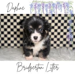 Daphne- Fluffy - Black and white female American Corgi puppy in Greenwood, Indiana from Witch Creek Corgis