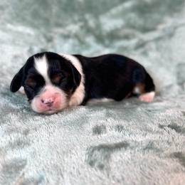 Dodger - Tri-color male Cavalier King Charles Spaniel puppy in Bedias, Texas from JSK Aussie and Cavaliers