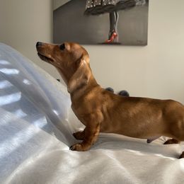 Dachshund Puppies from Army of Dachshunds