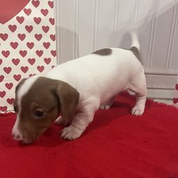 Dachshunds from Charlie’s Mini Dachshunds