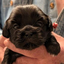 Merlin - Black male Lhasa Apso puppy in Fort Worth, Texas from Cynthia's Lhasa Apsos