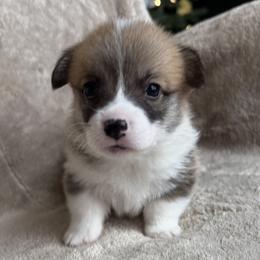 Stuffing - Red male Pembroke Welsh Corgi puppy in Colbert, Washington from Siclair Crowns Corgis