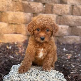 Black - Red  male Goldendoodle puppy in San Diego, California from Serrano Pups