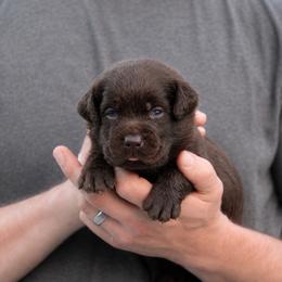 Lafayette - Chocolate male Labrador Retriever puppy in Morriston, Florida from Penny Lane Labradors