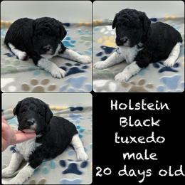 Holstein - Parti male Poodle puppy in Wheatland, California from Sapphire Ridge Poodles