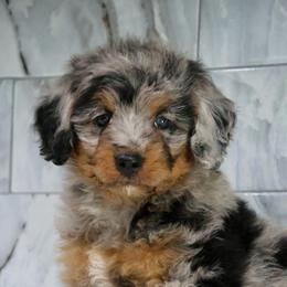 Runner - Blue merle male Bernedoodle puppy in Muskogee, Oklahoma from Lawler’s Legacy Litters