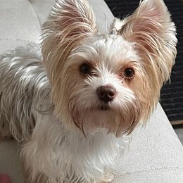 Kali - Yorkshire Terrier