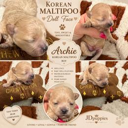 ARCHIE KOREAN DOLL FACE - Apricot male Maltipoo puppy in Orlando, Florida from Denise’s Puppies