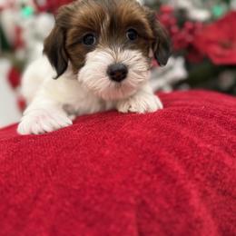 Bernedoodle, Cavapoo, Havanese, and Havapoo Puppies from Lady Paws Puppies - Cassie