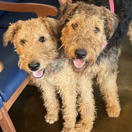 Airedale Terriers from AIREDALE COMPANIONS