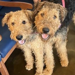 Airedale Terriers from AIREDALE COMPANIONS