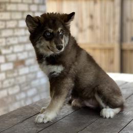 Tony - Brown and white male Siberian Husky puppy in Deer Park, Texas from SouthernBell Siberian Huskies