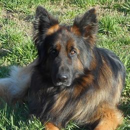 Luka - German Shepherd