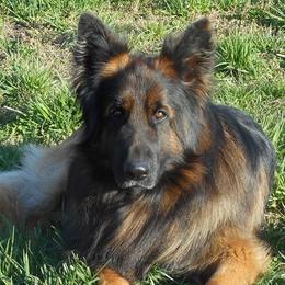 Luka - German Shepherd