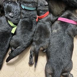 German Shepherd Puppies from FuryHaus German Shepherds