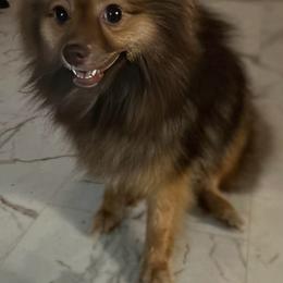Cleopatra - Pomeranian