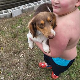Vinny - Dachshund