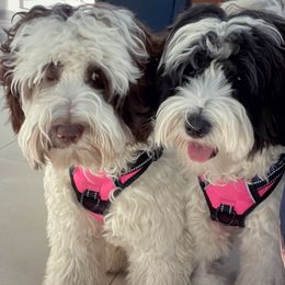 Australian Labradoodle Puppies from Lea Acres Australian Labradoodles