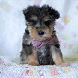 Rick Strike - Merle male Schnoodle puppy in Grove, Oklahoma from Grand Lake Poodles & Doodles