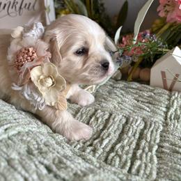 Grace - White female Coton de Tulear puppy in Freeport, Texas from H❤️PE COTONS