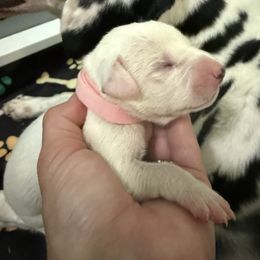 Girl 2 - White and black female Dalmatian puppy in Newfoundland, Pennsylvania from Poconopaws