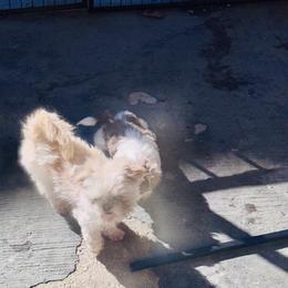 Blossom - Blue and white female Shih Tzu puppy in Chicago, Illinois from Casa de Santiago