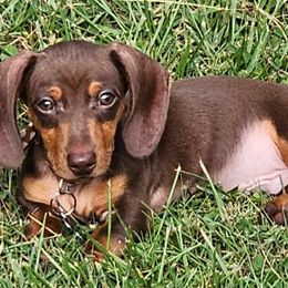 Dachshunds from Mimi's Mini Dachshunds