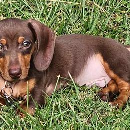 Dachshunds from Mimi's Mini Dachshunds