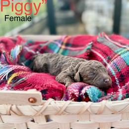 Piggy - Phantom female Goldendoodle puppy in Rome, Georgia from Victoria’s Designer Doodles