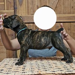 Sky Blue Collar - Brindle male Boerboel puppy in Pattison, Texas from Sure Bet Kennels