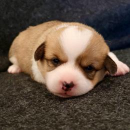 Uncle Sam - Red male Pembroke Welsh Corgi puppy in Arcanum, Ohio from Weissway Corgis