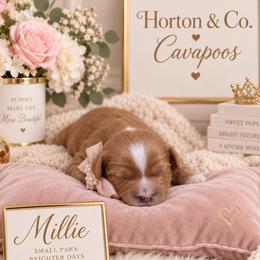 Millie - Red female Cavapoo puppy in Theodore, Alabama from Horton & Co. Cavapoos