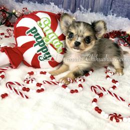 Tiny Guy - Blue merle male Chihuahua puppy in Anderson, South Carolina from Lil Treasures Chihuahuas