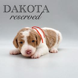 Dakota - Apricot male Aussiedoodle puppy in Claremont, North Carolina from Magnolia Grove Farms