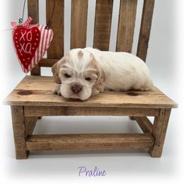 Praline. - Buff and white female Cocker Spaniel puppy in Texarkana, Texas from K&M Cocker Spaniels