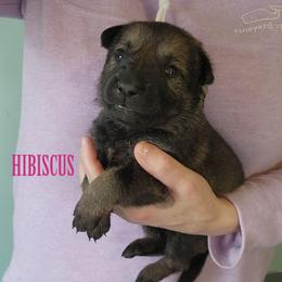 Hibiscus - Sable female German Shepherd puppy in Harwood, Maryland from Reddington Shepherds