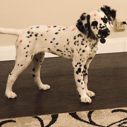 Dalmatian Puppies from Speckled Spots Dalmatians