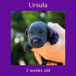 Ursula - purple collar - Black female Labradoodle puppy in Beavercreek, Oregon from Auburn Sky Labradoodles