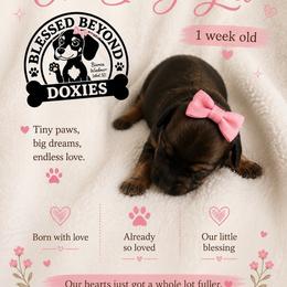 Girl 3. 2250 - Sable female Dachshund puppy in Isabel, South Dakota from Blessed Beyond Doxies