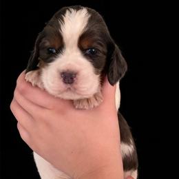 Keebler - Liver and white male English Springer Spaniel puppy in Lake City, Florida from Thunderbird Springers