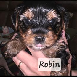 Robin - Black and tan female Yorkshire Terrier puppy in San Angelo, Texas from Eleventyseven Yorkies