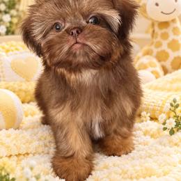 Girl 3 - Liver female Shih Tzu puppy in Shawnee, Oklahoma from Black Velvet Shih Tzu