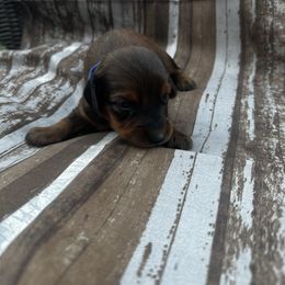 Boy Lt Blue - Dachshund puppy in Modesto, California from Lola’s Doxies