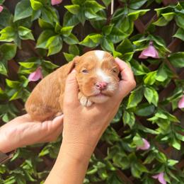 Slinky - Red male Australian Labradoodle puppy in Orange, California from Little Kingdom Doodles