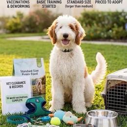Colin - Parti male Goldendoodle puppy in Barstow, California from Golden Desert Doodles
