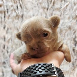 Lilac and tan - Silver male Chihuahua puppy in Richmond, Virginia from Breens