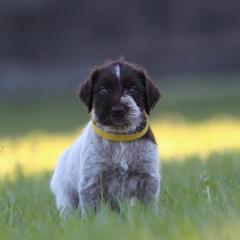 German Wirehaired Pointer Puppies from Afterhours German Wirehaired Pointers