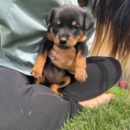 Dragon - Black and rust female Rottweiler puppy in Eagle Mountain, Utah from Woolley Darlings