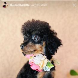 Queen Charlotte 3 pounds - Phantom female Poodle puppy in Tampa, Florida from The Sweet Life of a Toy Poodle